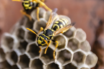 wasp sitting on top of wasp nest close up