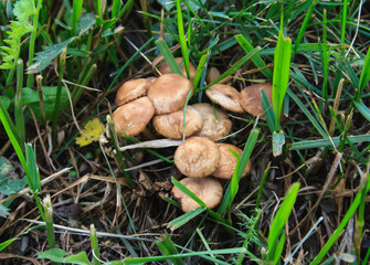 boletus edulis mushroom in the forest