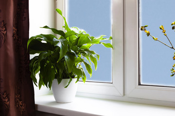 spathiphyllum houseplant in flowerpot on windowsill in real room interior