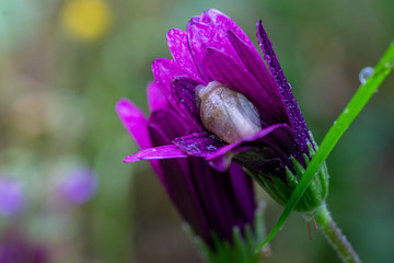 un escargot caché dans une fleur mauve recouverte de gouttelette