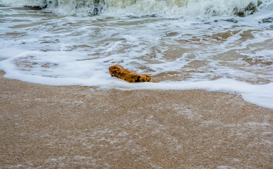 coral and sea-shell at sea beach of somnath temple of somnath Gujarat India
