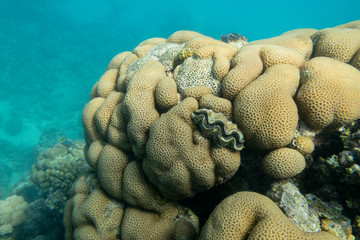 Colorful coral reef at the bottom of tropical sea, hard corals, underwater landscape