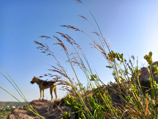 wild green grasses in the wild blue sky background 