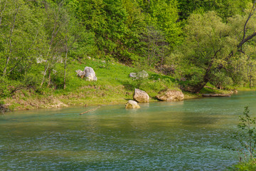the river in the forest