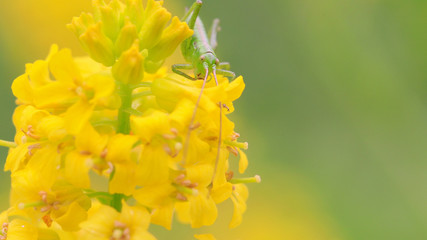 菜の花にとまっているヤブキリの幼虫