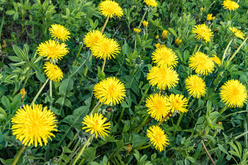 field of dandelions on a green background