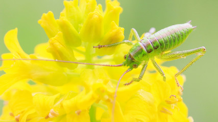 菜の花の上で脚の手入れをするヤブキリの幼虫