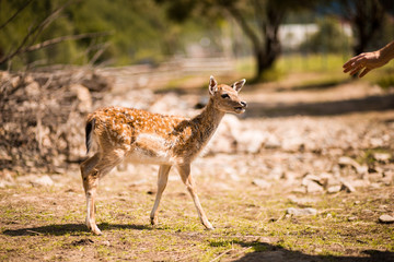 Cute spotted fallow deer is ruminant mammal belonging to the family Cervidae.