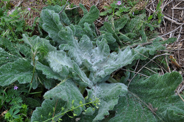 Unusual salvia argentea large leaves with pure white hairs and dew drops on it close up. Silver sage huge leaf closeup. Selective focus.