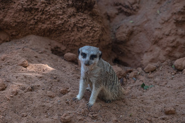 Close up on watchful meerkat stading guard. Fuerteventura, zoo in La Lajita, october 2019