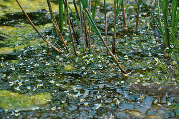 Beautiful blooming water buttercups in the river with reeds. Sunlit small crowfoot flowers in the pond with green leaves and canes. Floating flower carpet in the water.