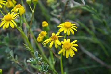 Wild mild yellow flowers of packera anonima on the green unfocused background close up.