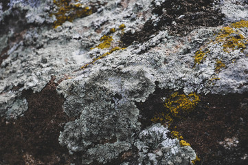 Grey, yellow and brown lichen close up on the stone. Detailed different colours lichen texture close-up.