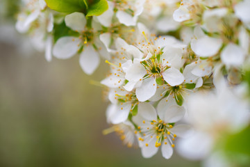 Plum blossom branch close-up on a green background: place for text, eco-concept