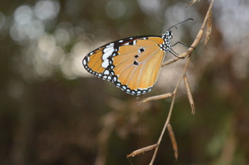 Fototapeta na wymiar Butterfly on a peaf