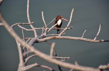 White throated kingfisher (Halcyon smyrnensis) sitting on a branch