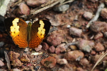 Obraz premium butterfly on the ground