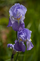 blooming iris flower