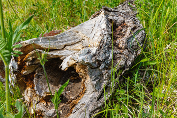 tree stump with moss