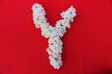 Letter Y made from flowers of white lilac on a red background. Flowers composition. Flat lay. Letter Y made of white flowers. Spring concept. Floral letters of the alphabet for design and decorati