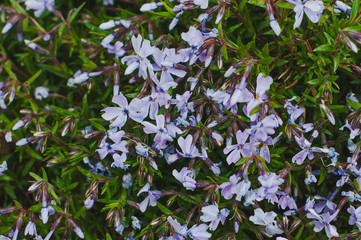 A bush with many small blooming flowers matthiola purple with a bright creative touch.
