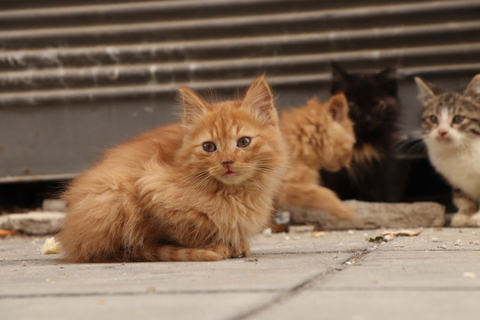 Cute homeless kitten sadly sits with her friends on path in the middle of Nikosia, capital city of Cyprus. Young redheaded felis catus domesticus watch passers-by. Picture of our time.