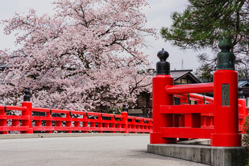 200424中橋桜M038
