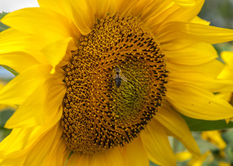 sunflower with bee