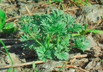 green moss on the ground