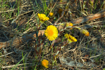yellow flowers in the grass