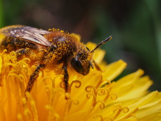 bee on a yelow flower