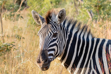 Fototapeta na wymiar Portrait of a zebra standing in the veld in Welgevonden private game reserve, South Africa