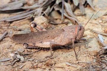 Common Field Grasshopper