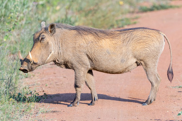 A hairy warthog walking across a sandy road in Welgevonden private game reserve, South Africa