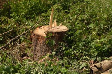 The tree stump in the forest