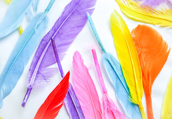 Colorful feathers on white background