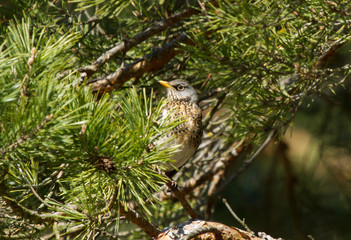 Fieldfare (Turdus pilaris) sits on branch of pine tree
