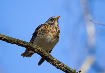 Fieldfare (Turdus pilaris) on the branch