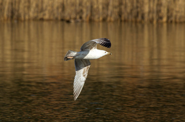 Common gull (Larus canus) in flight over lake