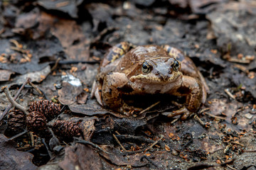 brown frog on wet leaves in the forest close-up view