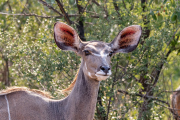 Portrait of an alert kudu cow with big ears and a bush background in Welgevonden private game reserve, South Africa
