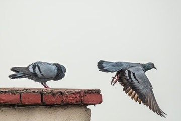 Two pigeons courting with one in flight