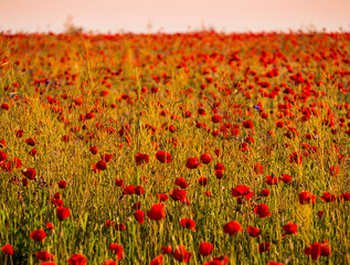Stunning landscape with red poppy field in sunset light