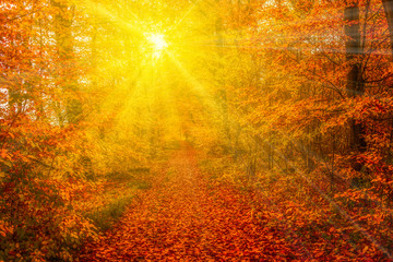 Waldweg im Herbst von der Sonne durchleuchtet