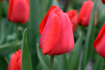 Fototapeta premium Red tulip flowers in the garden 
