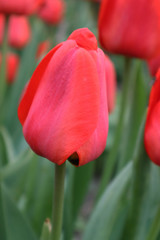 Naklejka premium Red tulip flowers in the garden 