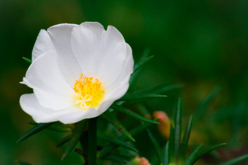 Fototapeta na wymiar white mose rose, plant mose rose white with yellow bud, smooth green background