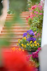 階段と花