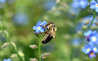 Biene auf einer Vergissmeinnichtblüte