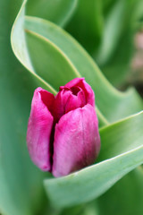Purple tulip flower in the garden